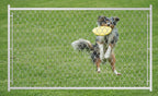 Adjustable 3.8FT Chain Link Walk Gate Kit