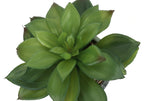 Artificial Plant Set of 2 - Indoor Succulent