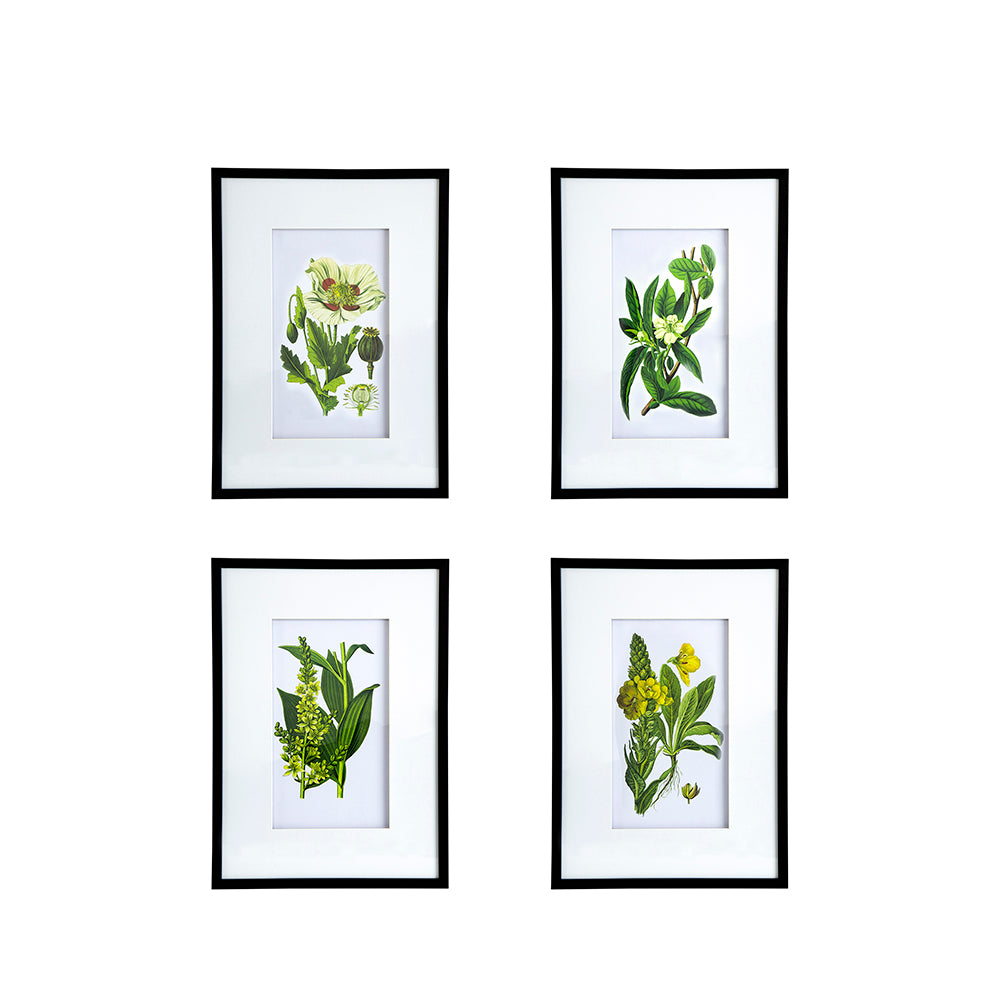 Set of 4 Botanical Flower Wall Art