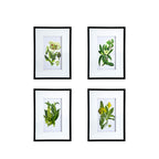 Set of 4 Botanical Flower Wall Art