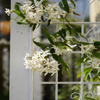 2 Pack Metal Garden Trellis 71" x 19.7"