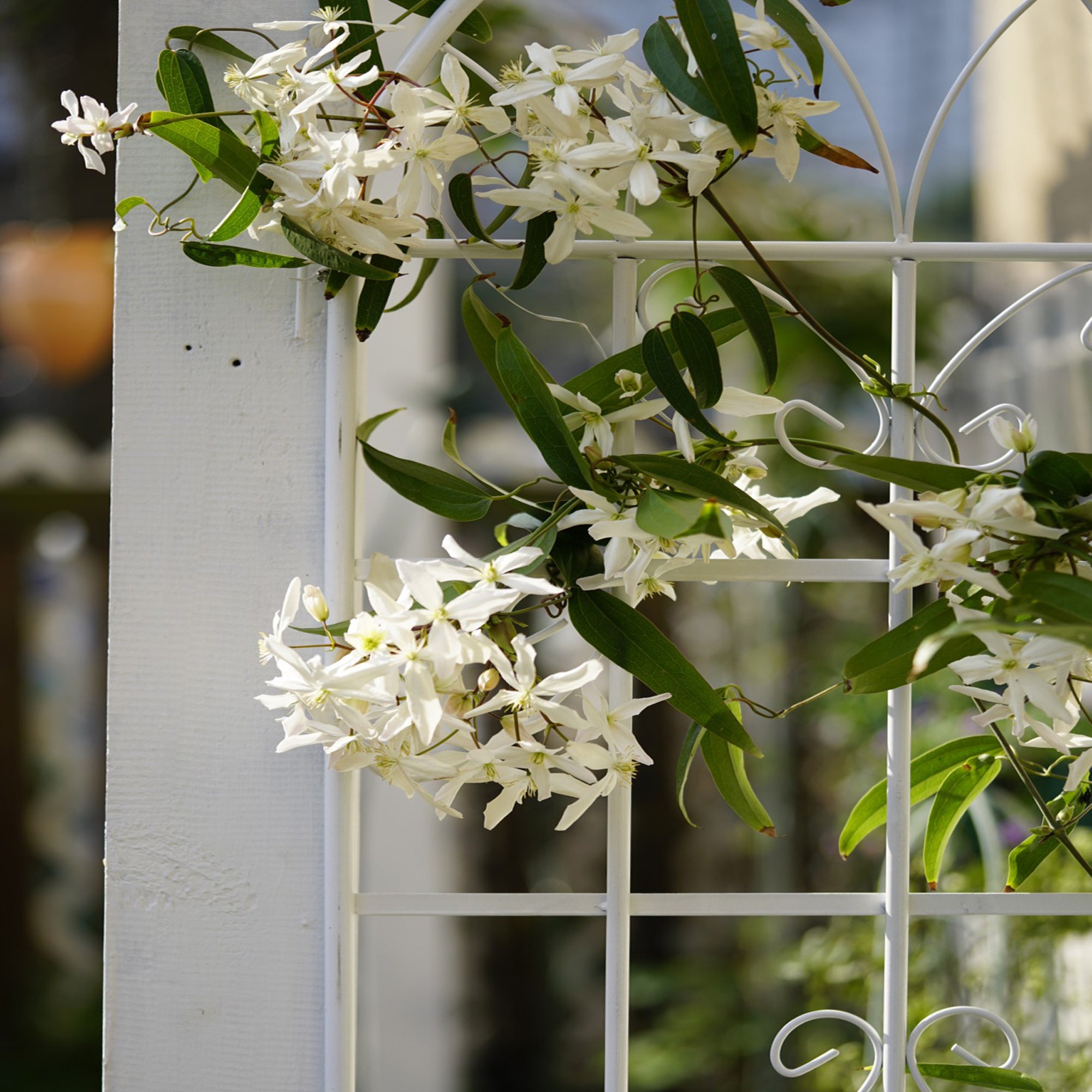 2 Pack Metal Garden Trellis 71" x 19.7"