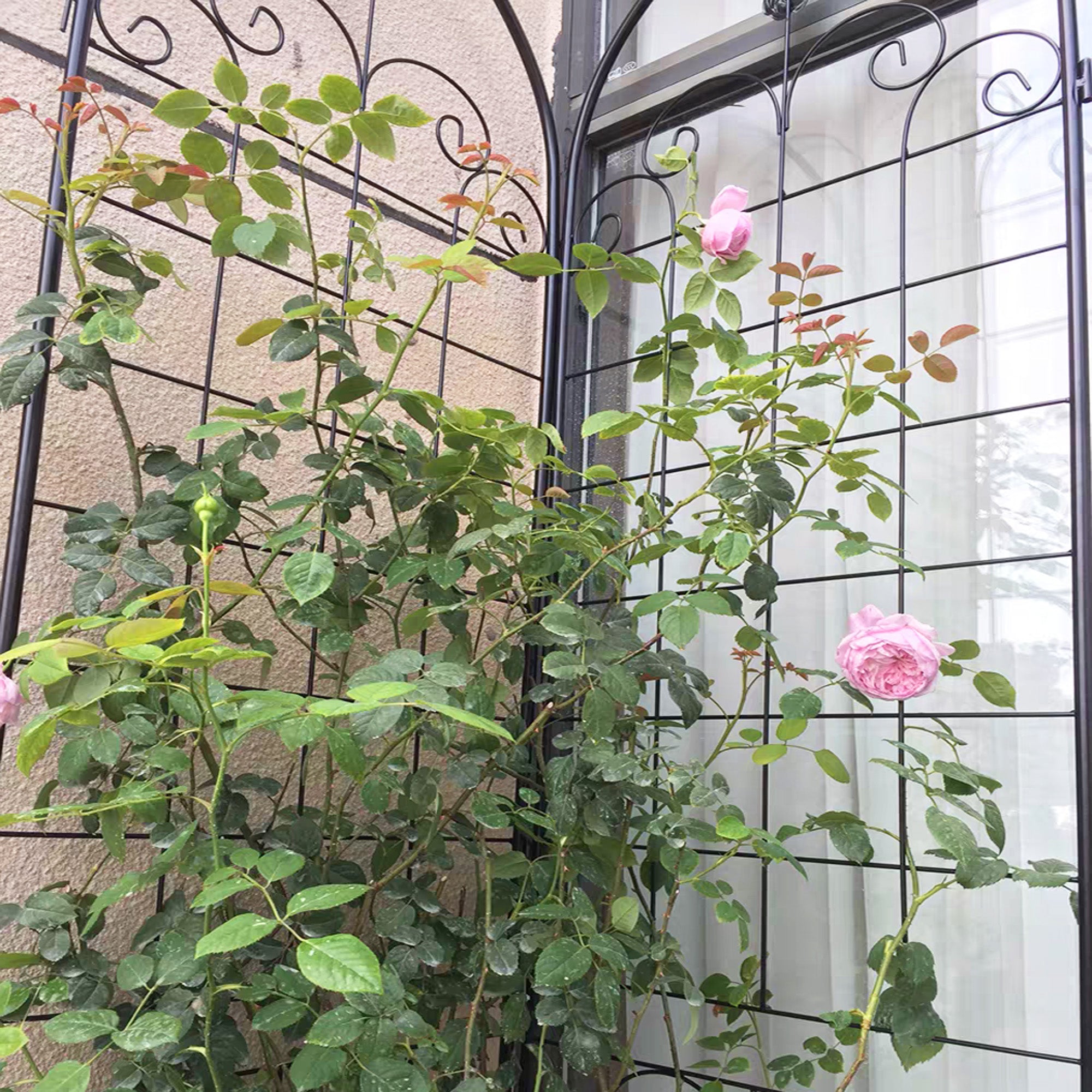 4 Pack Metal Garden Trellis for Climbing Plants