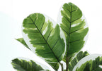 27" Tall Artificial Rubber Plant