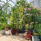 Metal Garden Arch with Gate