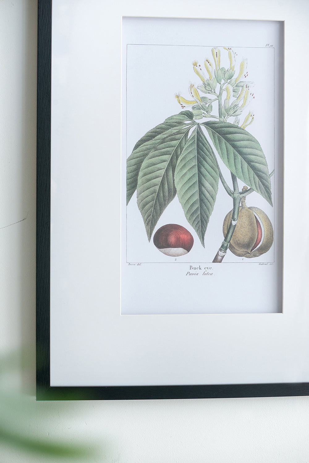 19.7x27.6" Botanical Wall Art Set of 2