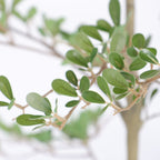 6ft Artificial Olive Tree - Realistic Faux Plant