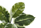 52" Tall Artificial Rubber Tree - Indoor and Faux Decorative Plant