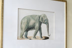 23.6x31.5" Fake Elephant Pencil Drawings, Set of 2