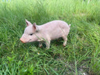 Lifelike Beige Pig Garden Statue