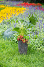Large Cement Planter for Indoor and Outdoor Use