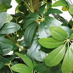 5.2FT Artificial Tree - Realistic Faux Plant
