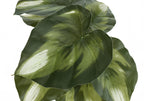 Artificial Plant Set of 2 - 13" Tall Monstera Calathea