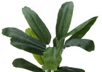 Artificial Banana Tree - 55" Tall Indoor Plant