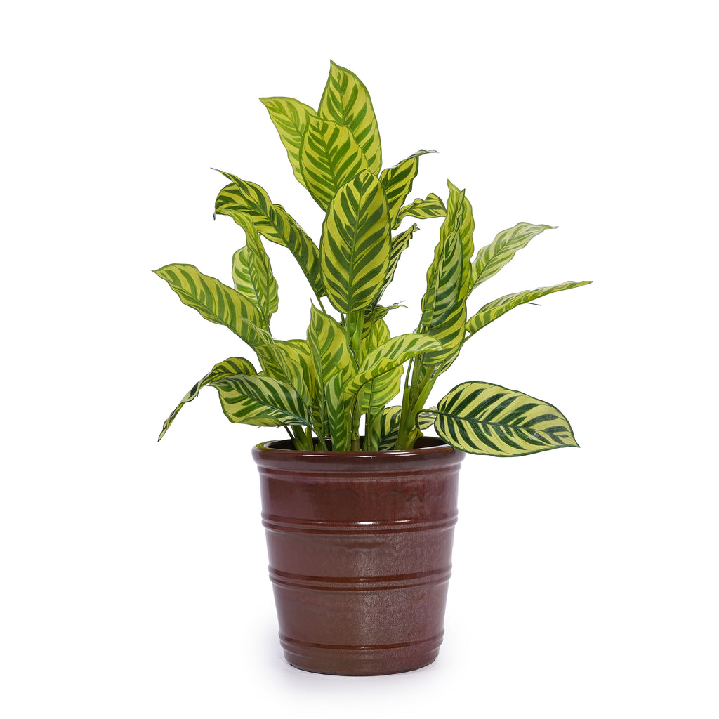 Handmade Glazed Ceramic Planter Set of 3