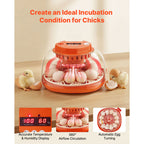 12 Egg Incubator with Automatic Egg Turner