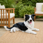 Outdoor Garden Border Collie Dog Statue