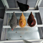 150" Extra Large Chicken Coop