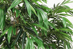 7FT Artificial Willow Tree