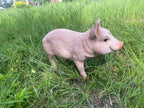 Lifelike Beige Pig Garden Statue