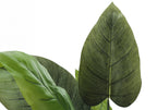 Artificial Plant - 37" Tall Aureum Tree