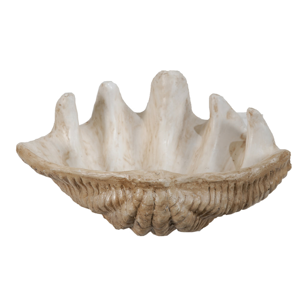 Medium Clam Shell Accent