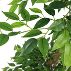 6FT Artificial Ficus Tree with Pot
