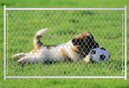 Adjustable 3.8FT Chain Link Walk Gate Kit
