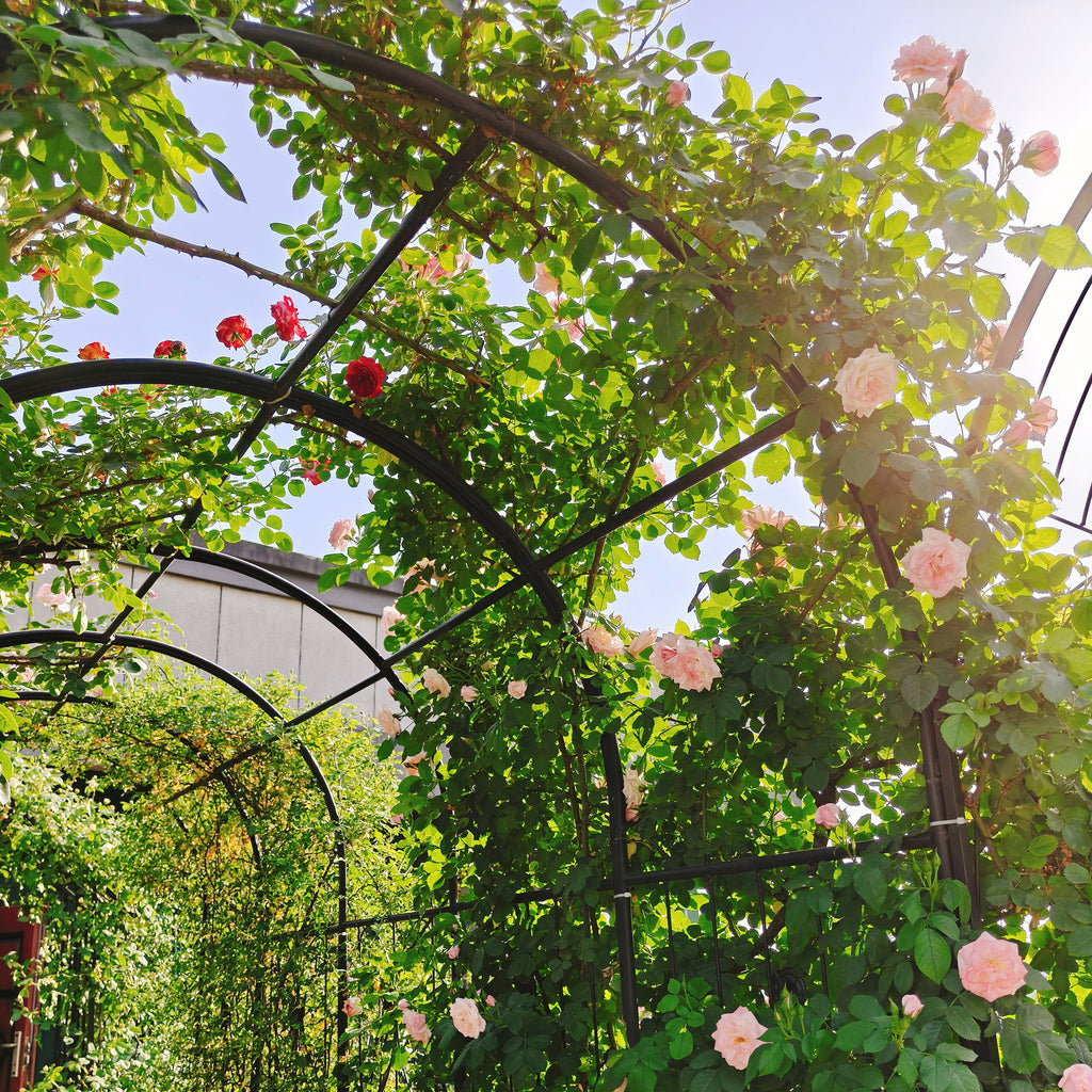 Metal Garden Arch with Gate