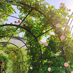 Metal Garden Arch with Gate