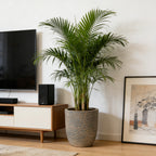 Large Outdoor Indoor Planter Set of 3