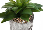 Artificial Plant Set of 2 - Indoor Succulent