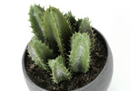 Artificial Succulent Plant Set of 3