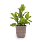 Handmade Ceramic Planter Set of 3, 16"/13"/10" Diameter