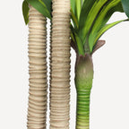6' Artificial Dracaena Tree