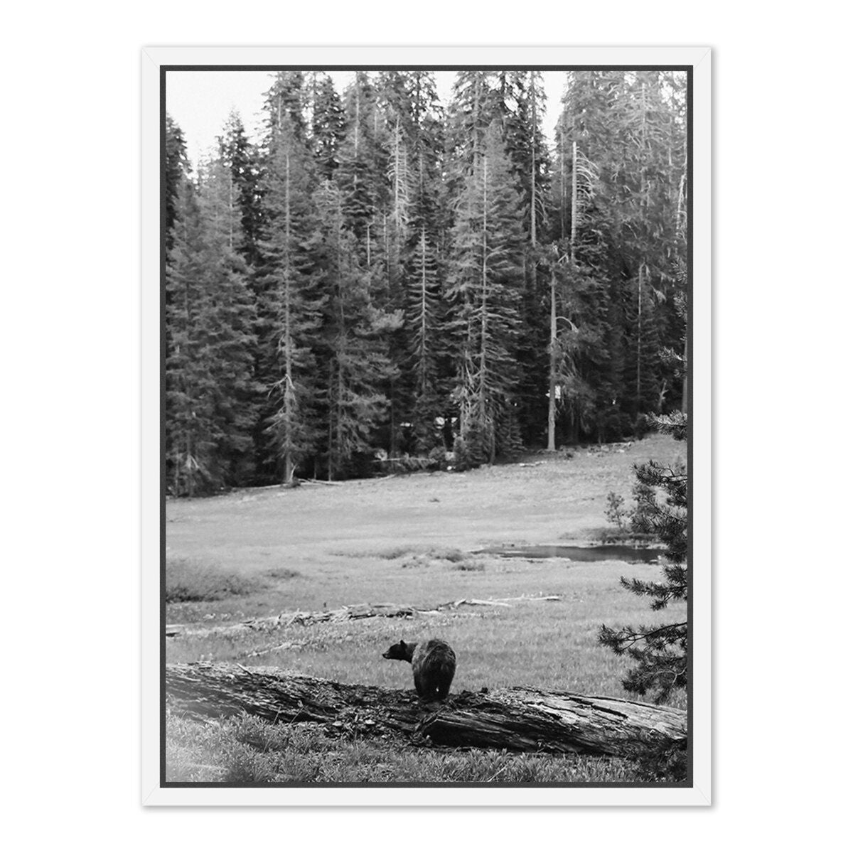 Don't Feed The Bears By Wesley And Emma Teague