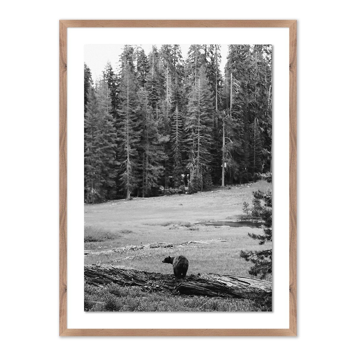Don't Feed The Bears By Wesley And Emma Teague