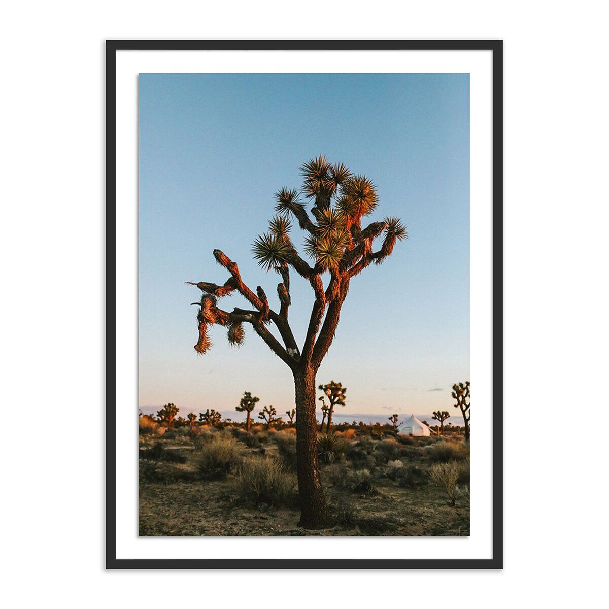 Camp Sunrise/joshua Tree By Wesley And Emma Teague