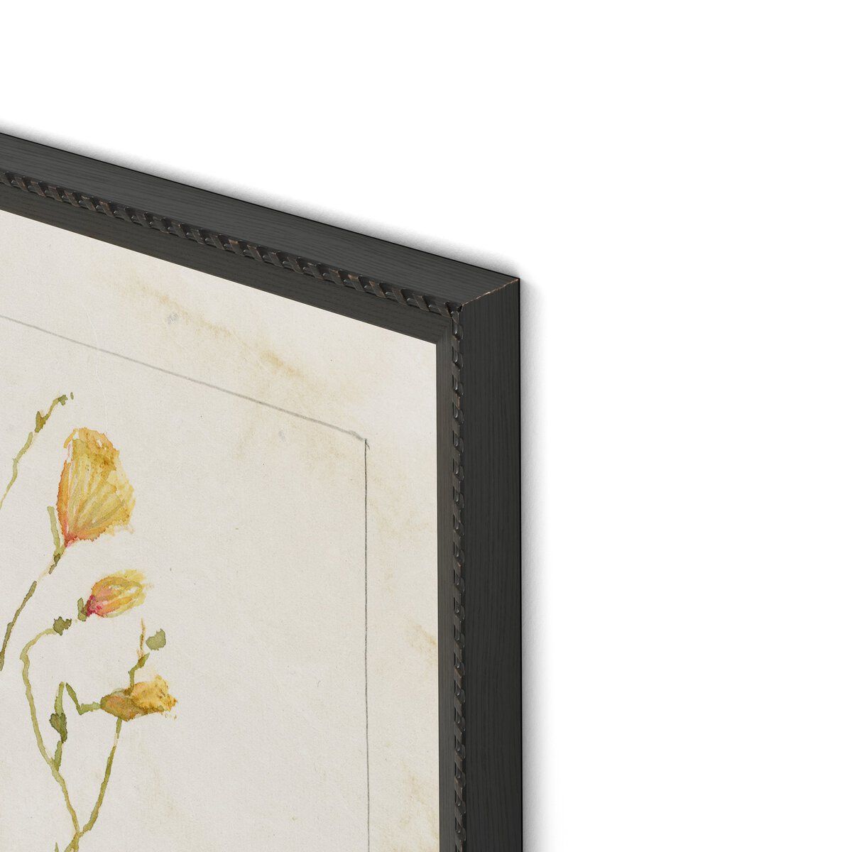 Herbarium Set By Laurel-dawn Latshaw