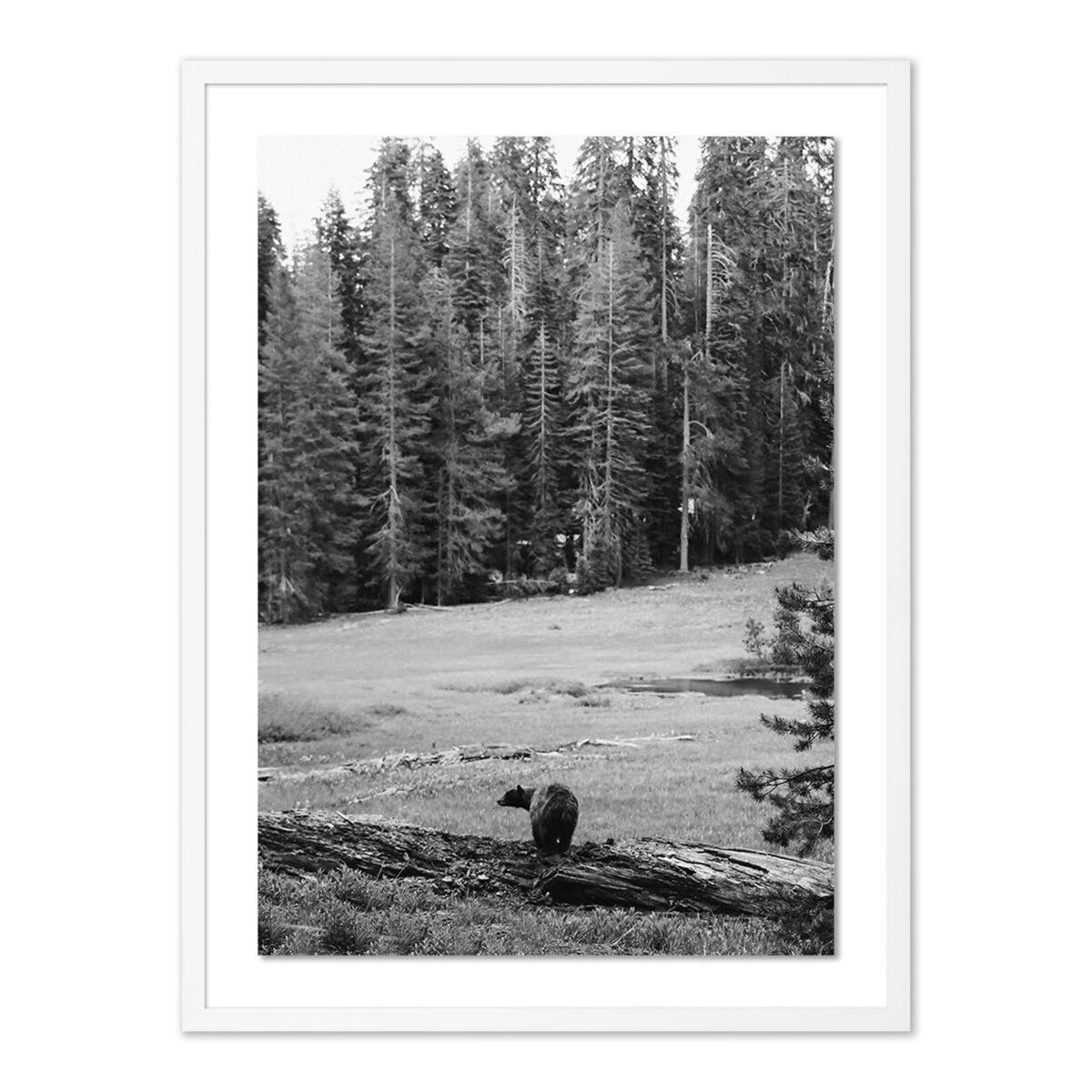Don't Feed The Bears By Wesley And Emma Teague
