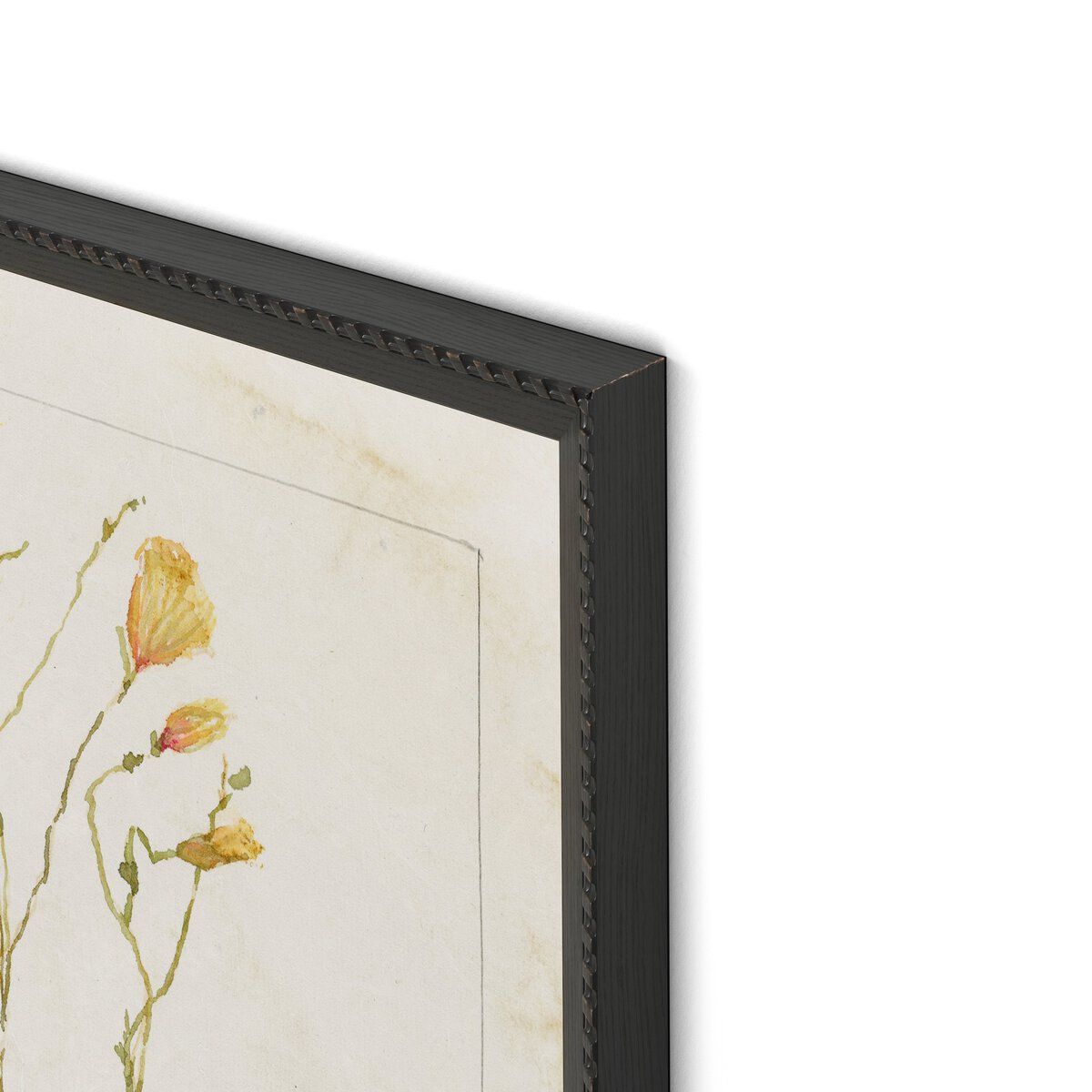 Herbarium Set By Laurel-dawn Latshaw