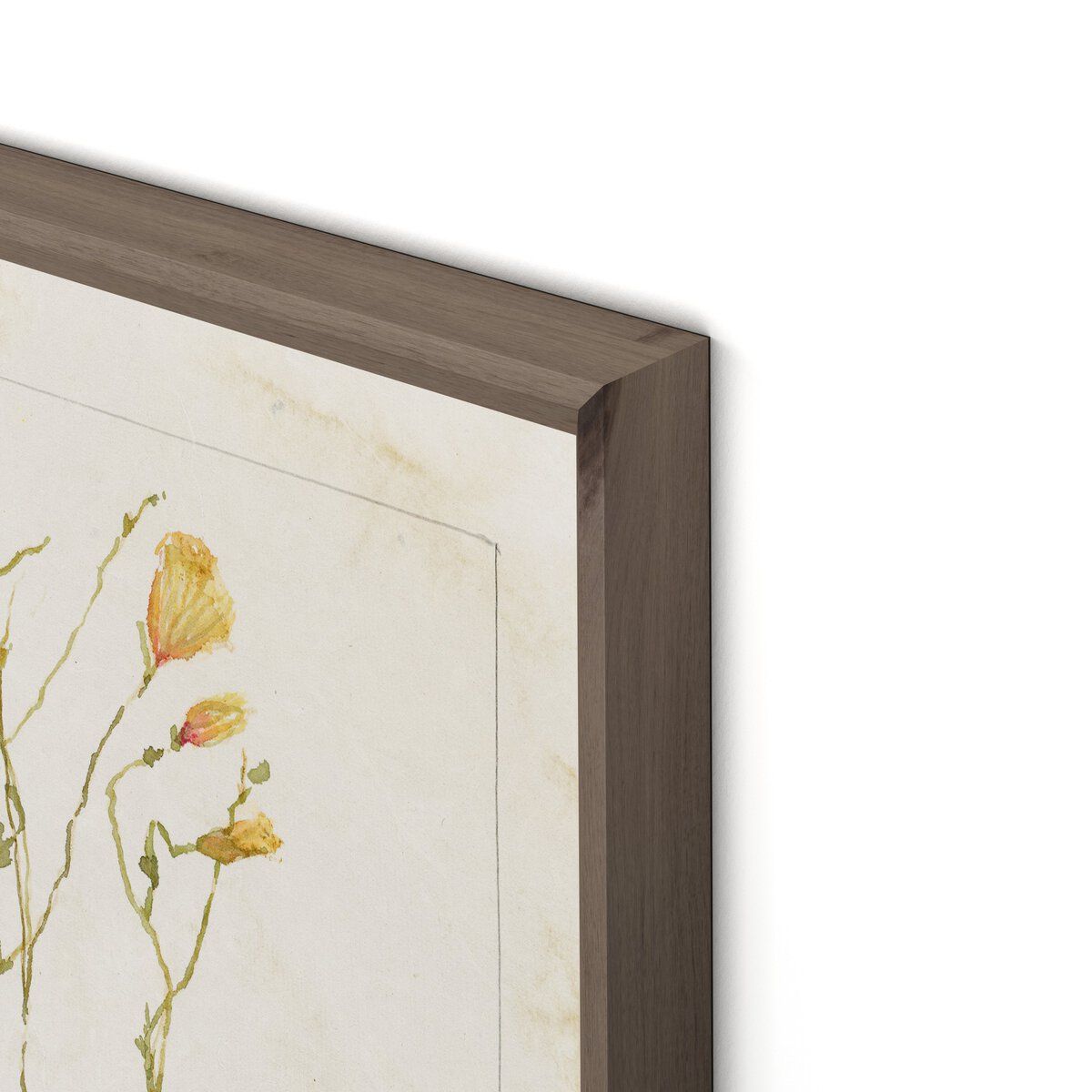 Herbarium Set By Laurel-dawn Latshaw