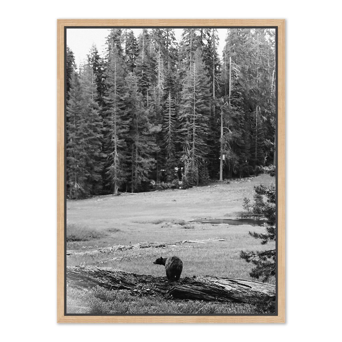 Don't Feed The Bears By Wesley And Emma Teague