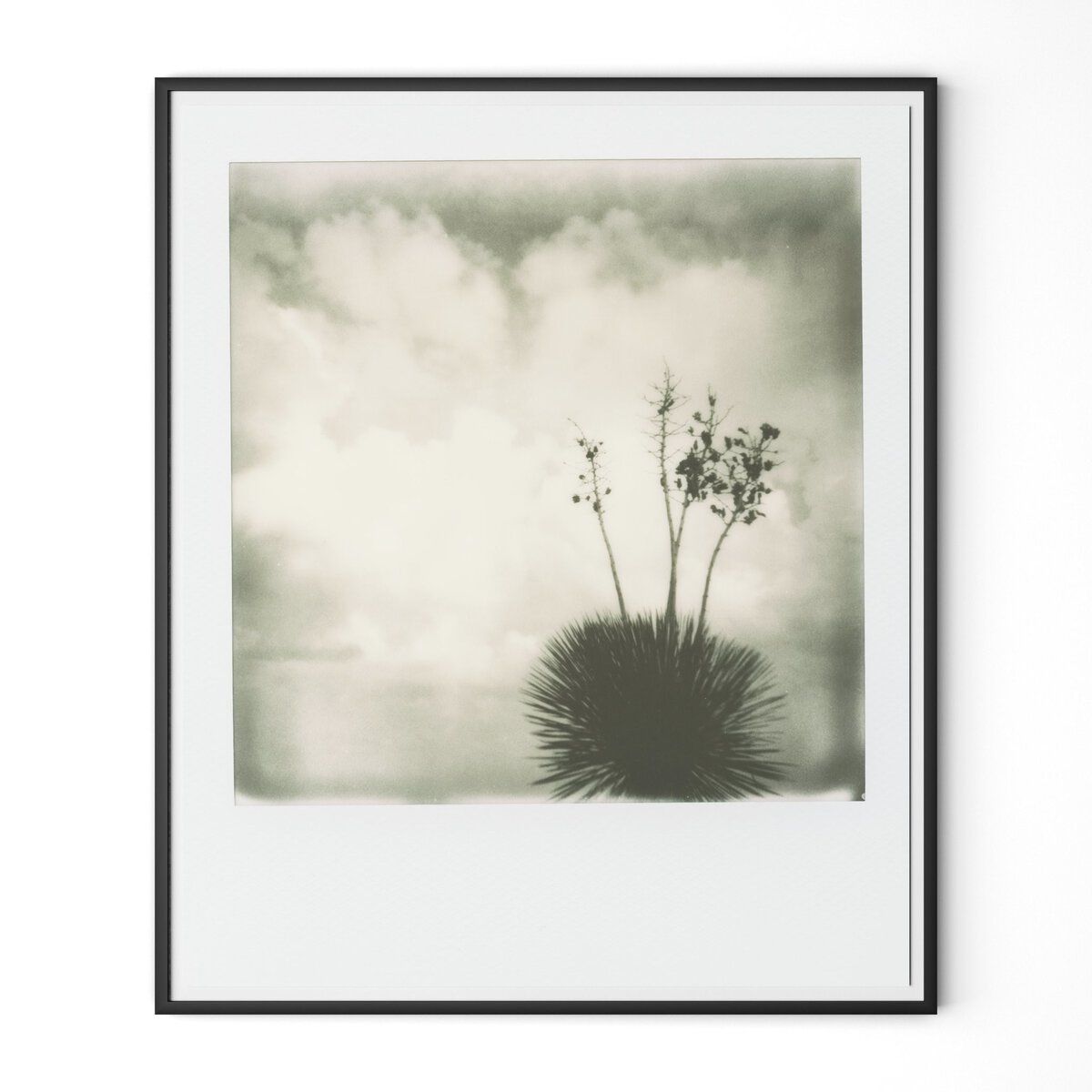 Yucca By Darden Smith