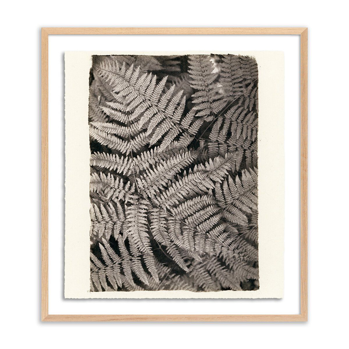 Fern By Platinum Revival