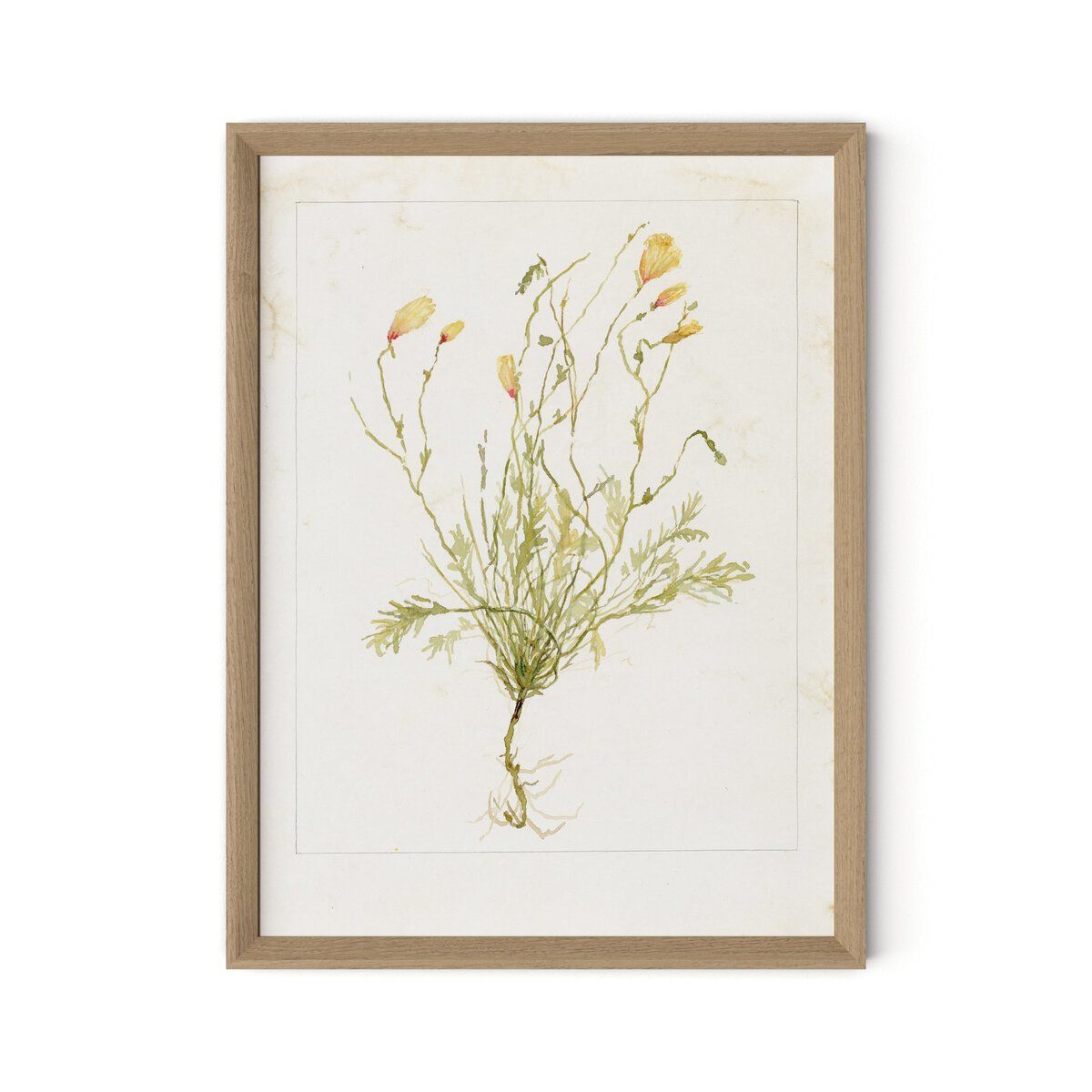 Papaveraceae No. 1 By Laurel-dawn Latshaw