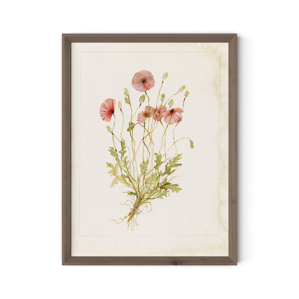 Papaveraceae No. 2 By Laurel-dawn Latshaw