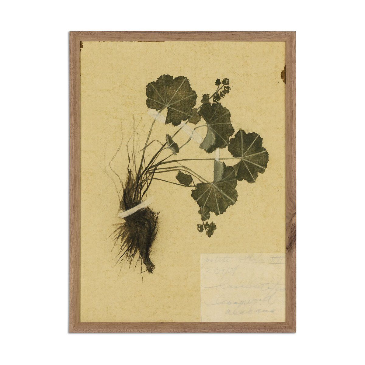 Petite Study No. Vii By Hannah Winters