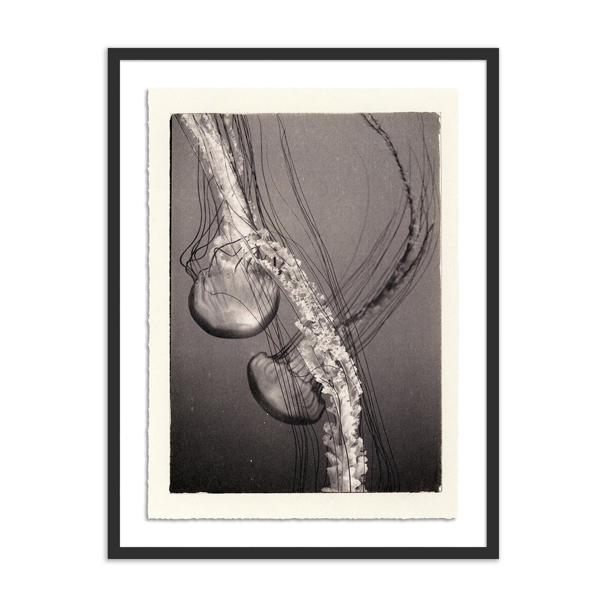 Jellies 4 By Platinum Revival