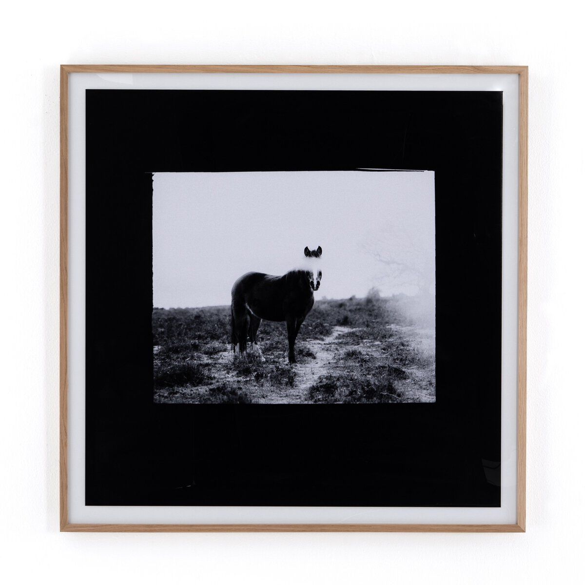 Blank Horse By Annie Spratt